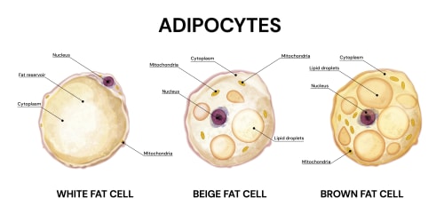 Illustration comparing white, beige and brown adipocytes, showing differences in lipid droplet structure, mitochondrial density, cytoplasm volume and nuclear position.
