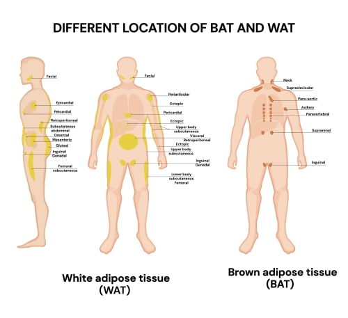 Anatomical diagram showing the distribution of white adipose tissue (WAT) and brown adipose tissue (BAT) across the human body, with WAT concentrated in subcutaneous and visceral abdominal depots and BAT primarily in the supraclavicular, cervical, axillary, paravertebral, and para-aortic regions.