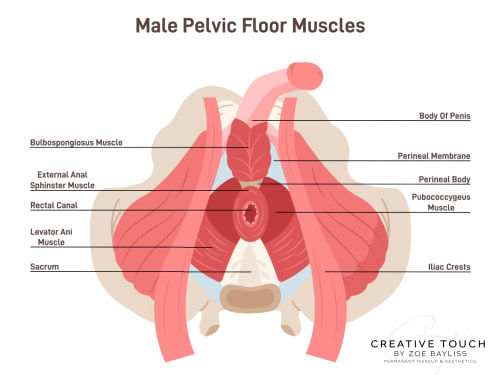 Annotated illustration of the male pelvic muscles