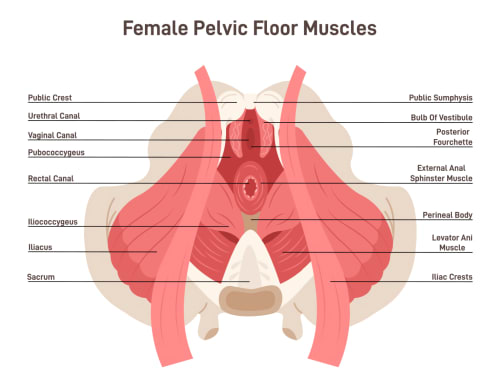 Annotated illustration of the female pelvic muscles.