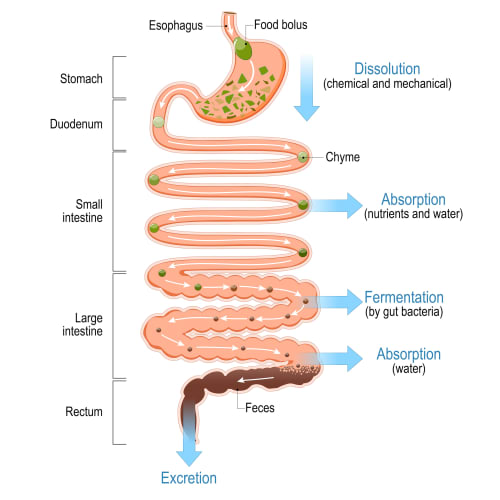 constipation on tirzepatide Are You Experiencing Constipation With Mounjaro? – Creative Touch