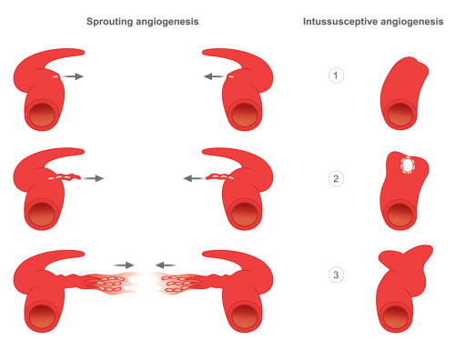 Diagram illustrating the two primary methods of new blood vessel formation (Angiogenesis): Sprouting Angiogenesis (vessel grows new capillaries) and Intussusceptive Angiogenesis (vessel splits internally).