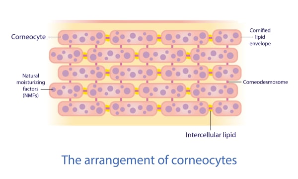 An illustration of the stratum corneum showing corneocytes stacked in a brick‑like pattern. Each corneocyte contains natural moisturizing factors and is surrounded by a cornified lipid envelope. Corneodesmosomes connect adjacent cells, and the spaces between them are filled with intercellular lipids that form the skin&rsquo;s barrier.