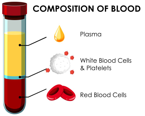 Composition of blood illustration showing a centrifuged test tube with three layers: top layer is Plasma (yellow, ~55%), middle layer is White Blood Cells and Platelets (buff-coloured, <1%), and the bottom layer is Red Blood Cells (dark red, ~45%).
