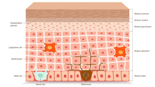 Cross-section diagram of the human epidermis showing its layers (Stratum Basal to Stratum Corneum) and cell types, including Keratinocytes, Melanocytes, Langerhans cells, and Merkel cells.
