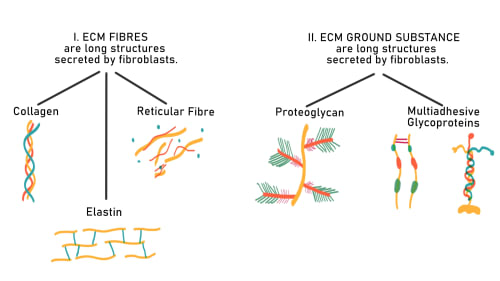 Diagram illustrating the two main categories of Extracellular Matrix (ECM) components: I. ECM Fibres, including Collagen, Reticular Fibres, and Elastin; and II. ECM Ground Substance, including Proteoglycans and Multiadhesive Glycoproteins.