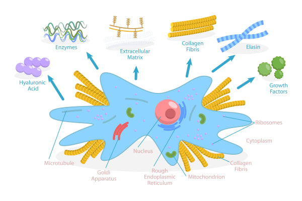 Diagram of a fibroblast cell showing internal organelles and the six key components it produces and secretes, including Collagen Fibrils, Elastin, Hyaluronic Acid, and Growth Factors, which form the Extracellular Matrix.