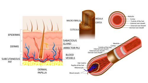 Detailed diagram showing the anatomy of a hair follicle embedded in the skin layers (Epidermis, Dermis, Subcutaneous Fat), highlighting the Dermal Papilla, Blood Vessels, Sebaceous Gland, and the structure of the hair shaft (Cuticle, Cortex, Medulla).