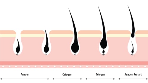 Diagram illustrating the three phases of the hair growth cycle: Anagen (active growth phase), Catagen (transitional or regression phase), and Telogen (resting phase).