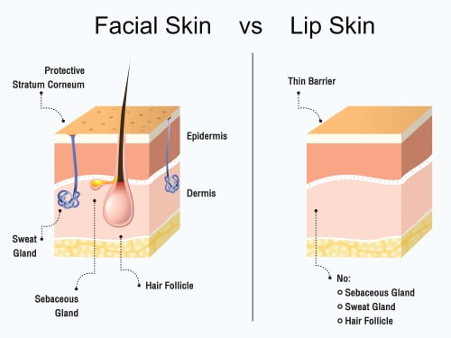 Cross-section comparison showing facial skin with oil-producing sebaceous glands versus lip skin without sebaceous glands and thinner protective layers