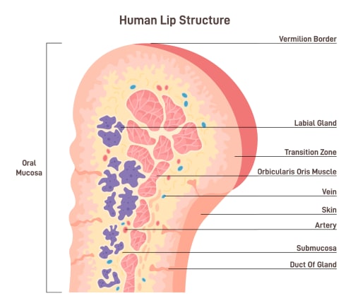 Annotated diagram showing the anatomy of human lips