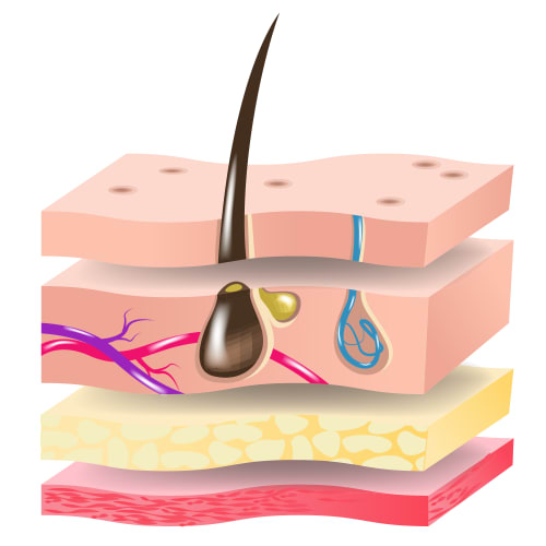 Illustration of skin layers with a normal healthy hair